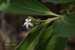 Morinda pubescens